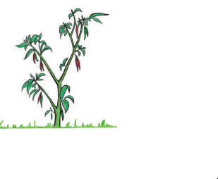 মৌলিক উৎপাদকের গাছ 