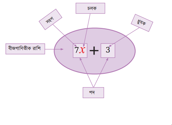 সাংখ্যিক সহগ